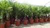 Palme XL 120-150 cm Trachycarpus fortunei, Hanfpalme, Produktbild-Vorschau 5