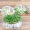 Keimgemüse Rucolasalat Eruca sativa - Biologisch inkl. Produktbild-Vorschau 3