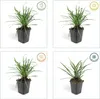 Liriope muscari 'Big Blue' – 24 Pflanzen – Immergrüner Produktbild-Vorschau 5