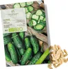 Gurken Samen (Vorgebirgstraube, 10 Korn) - Einlegegurken Produktbild-Vorschau 1