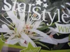 Japanische Azalee StarStyle ® white - Rhododendron obtusum Produktbild-Vorschau 3