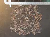 Haarnadel-banksia (Banksia spinulosa) - 5 zaden Productafbeelding-voorbeeld 4
