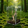 Omgoods- Terrarium uitbraakveilig - Acryl Vogelspinnen-Kooi Productafbeelding-voorbeeld 3