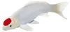 Mojo Sealife Koi-Karpfen – Tancho Koi – 381101 Produktbild-Vorschau 2