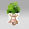 Coleus canin - Verpiss-Dich - Pflanze - 3 Pflanzen Produktbild-Vorschau 2