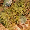 Repti-Zoo Chiles Sphagnum-Moos - 4,5 l für Terrarien Produktbild-Vorschau 3