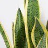Bloomique - Sansevieria Laurentii - Język teściowej - Podgląd zdjęcia produktu 3