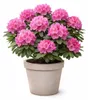 Rhododendron 'Roseum Elegans' 15–20 cm – winterharte Produktbild-Vorschau 4