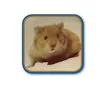 Nobby Hamster Keramikschale rot Produktbild-Vorschau 2