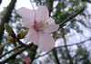 SAFLAX  - Sakura - 30 semi - Con substrato - Prunus Anteprima dell’immagine prodotto 4