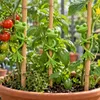 Lot de 10 clips flexibles pour plantes – FROGTIE Voir les images du produit 7