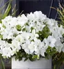 Japanische Azalee ´ENCORE®PURE WHITE´ 20-30 cm, Cont. 3 l Produktbild-Vorschau 1