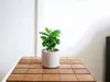 Gardners Coffea arabica, priemer 9 cm Náhľad obrázku produktu 2