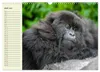 Berggorillas im Herzen Afrikas (Wandkalender 2027 DIN A3 Produktbild-Vorschau 9