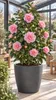 Rosa Kamelie ca. 50 cm – Camellia, blühende Kübelpflanze Produktbild-Vorschau 3