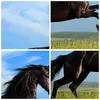 Bilder auf glas - Schwarzes Pferd Pferd Galopp - 100x70cm - Produktbild-Vorschau 8