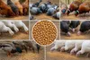 Krmná pšenica 25 kg – pšeničné zrná pre sliepky, kačice, Náhľad obrázku produktu 4