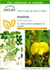 SAFLAX  - Arachide - 8 semi - Con substrato - Arachis Anteprima dell’immagine prodotto 1