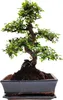 Bonsai Baum mit Keramik Blumentopf - Chinese elm - (25 cm Produktbild-Vorschau 1