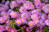 Kissen-Aster Kassel, im Topf - Aster dumosus Produktbild-Vorschau 3