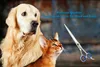 SMI Haarschere Hundehaarschere 8,5 haustierschere Produktbild-Vorschau 4