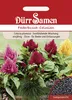 Dürr-Samen - Federbusch-Celosien Mischung einjährig 35 cm - Produktbild-Vorschau 1