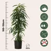 Ficus pleureur - Ficus binnendijkii - Hauteur 100-110cm - Voir les images du produit 2