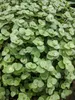 Bloomique - Callisia repens - Plante tortue - Comestible Voir les images du produit 3