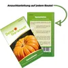 Kürbis Gelber Zentner Samen - Cucurbita maxima - Produktbild-Vorschau 3