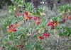 SAFLAX - Erdbeerbaum - 50 Samen - Arbutus unedo Produktbild-Vorschau 5