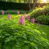 Cœur d'exotisme bulbes de fleurs - Pied d'alouette Voir les images du produit 1