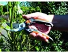 Garten PRIMUS Herren-Gartenschere Länge: 205 mm Produktbild-Vorschau 5