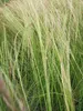 Stipa tenuissima Pony Tails - Zartes Federgras - Produktbild-Vorschau 2