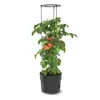 Tomatenpflanze aus Kunststoff Pflanzkübel 18 L, Produktbild-Vorschau 7