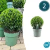 Ilex crenata 'Jenny' - Cesmína koule - Ø25cm - 2 rostliny - Náhled obrázku produktu 2