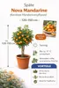 Nova Mandarine kernlos 120–150 cm – Mandarinenbaum für Produktbild-Vorschau 3