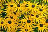 Stauden Gänge 10 x Rudbeckia fulgida 'Goldsturm' - Produktbild-Vorschau 6