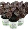 Enseleits 3er Set Japanisches Basilikum Shiso, Perilla Produktbild-Vorschau 1