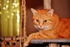 hansepuzzle 35860 - Katze Puzzle, 2000 Teile, Tierwelt, Produktbild-Vorschau 1