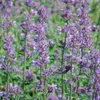 6 x kočičí máta  - Nepeta faassenii 'Six Hills Giant'  | Náhled obrázku produktu 2