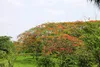 SAFLAX - plameňový strom - Delonix regia - 6 Semená Náhľad obrázku produktu 6