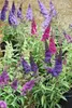 Sommerflieder, Schmetterlingsflieder Mix Buddleja davidii Produktbild-Vorschau 5