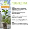 Artikelbild 9 von 'Chilipflanze Candlelight' aus der Kategorie Chilipflanzen Produktbild-Vorschau