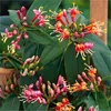 A close-up view of a flowering plant with vibrant pink, orange, and red blossoms and green leaves. Anteprima dell’immagine prodotto