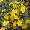 6 x Sonnenröschen  - Helianthemum 'Golden Queen'  | Topf Produktbild-Vorschau 2