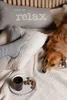 A person wearing gray socks is relaxing on a bed with a dog, a cup of coffee, and some nuts on a plate. Produktbild-Vorschau