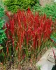 Imperata cylindrica 'Red Baron', Japanisches Blutgras, ca. Produktbild-Vorschau 9