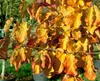 Parrotia persica, Eisenholzbaum, 60–80 cm, leuchtend rote Produktbild-Vorschau 4