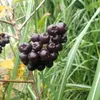 Obstpflanzensetzling Vogelbeerbaum Likjornaja im Produktbild-Vorschau 5