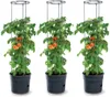 Three tomato plants in pots with tomato cages. Produktbild-Vorschau